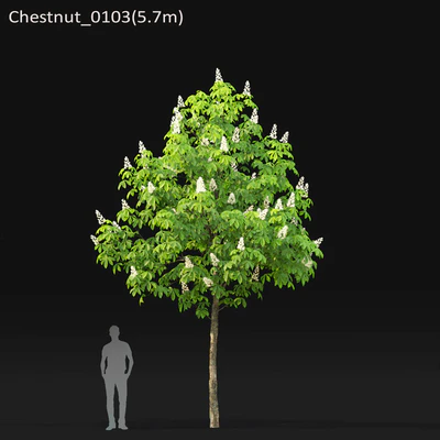 Chestnut (5-5.7m) — Ver 2