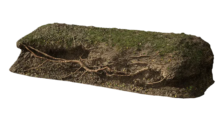 nordic forest ledge root large 001 — Descargar