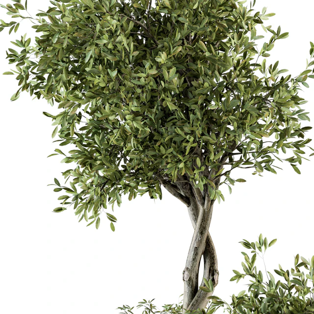 indoor Plant Set 193 - Tree in pot — Скачать