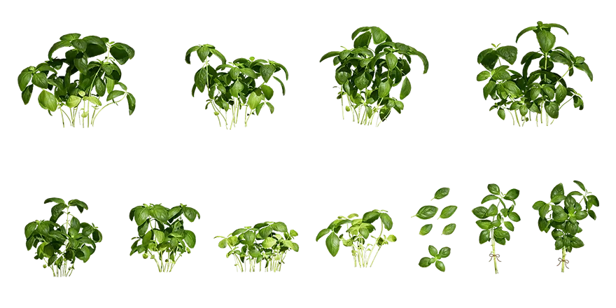 basil 001 — Скачать