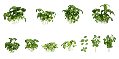 basil 001 — download