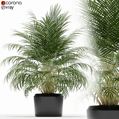 Plants collection 149 — Вид 1