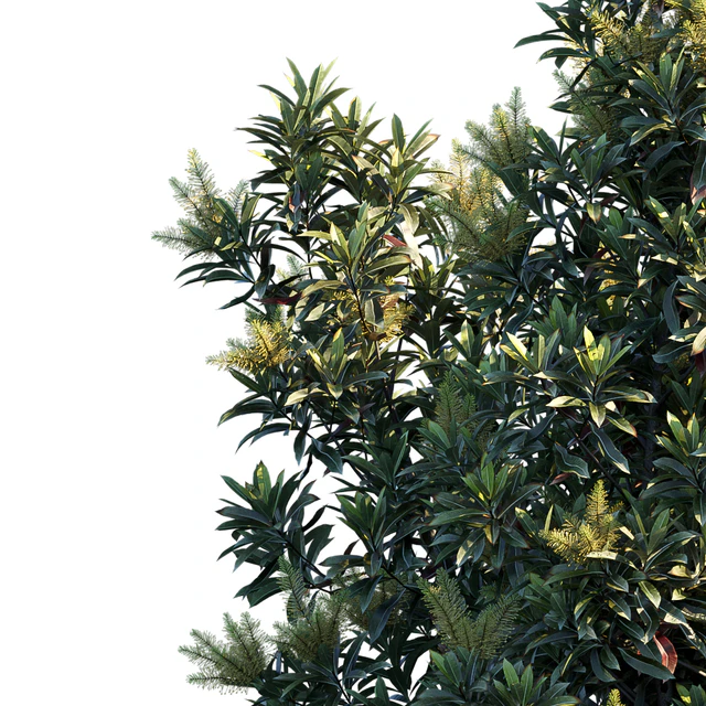 Darlingia Darlingiana | Brown Silky Oak — Descargar