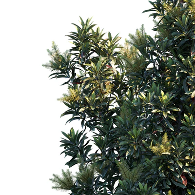 Darlingia Darlingiana | Brown Silky Oak — Ver 3