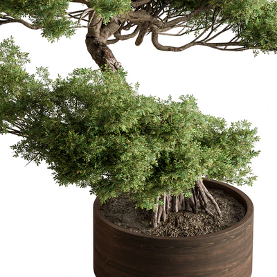 indoor Plant 626 - Bonsai Plant — Ver 3