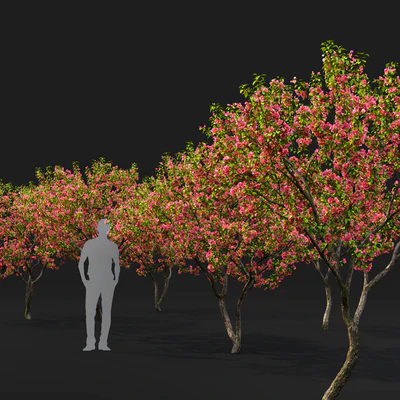 Malus flowering #7 — Вид 3