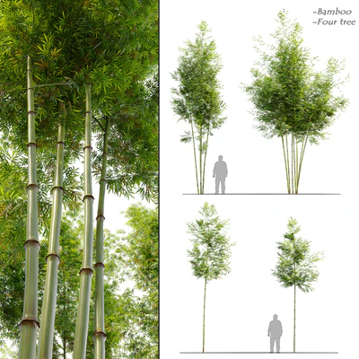 Four bamboo tree — Вид 1