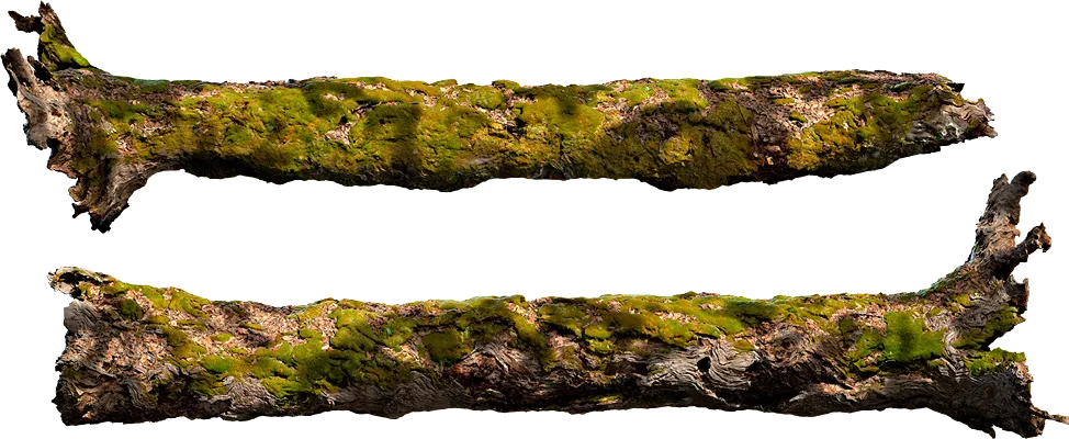 mossy tree 005 — Descargar
