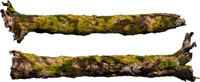 mossy tree 005 — Descargar