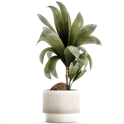 Коллекция растений 1457 — Вид 6