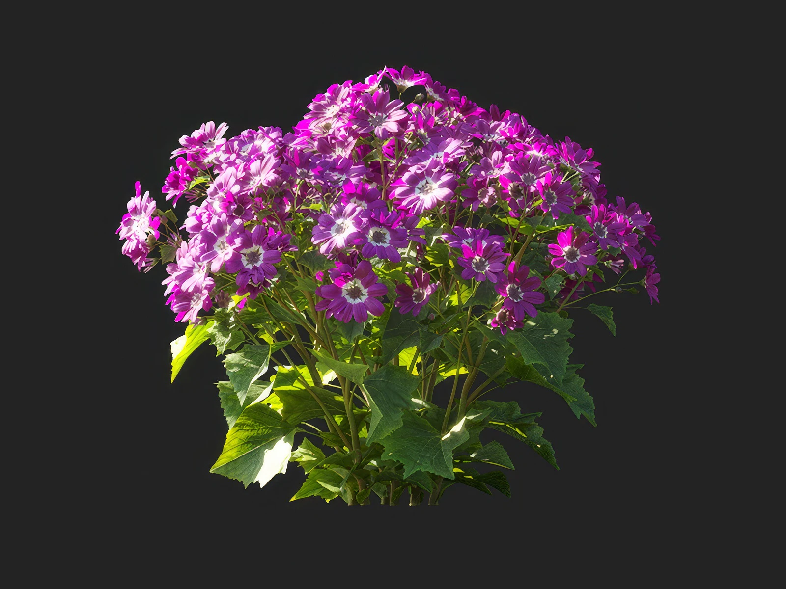 pericallis x hybrida 001 — Скачать