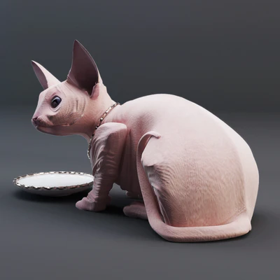 Sphynx cat — Вид 3