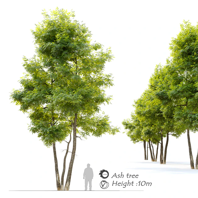 Ash tree 13 — Скачать