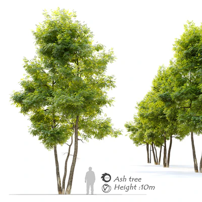 Ash tree 13 — Вид 1