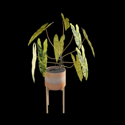 Philodendron billietiae - Croat — Вид 4