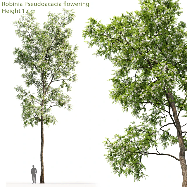 White Acacia | Robinia Pseudoacacia # 4 (17m) — Download