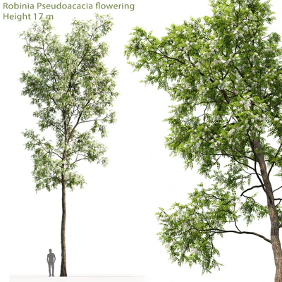 White Acacia | Robinia Pseudoacacia # 4 (17m) — View 1