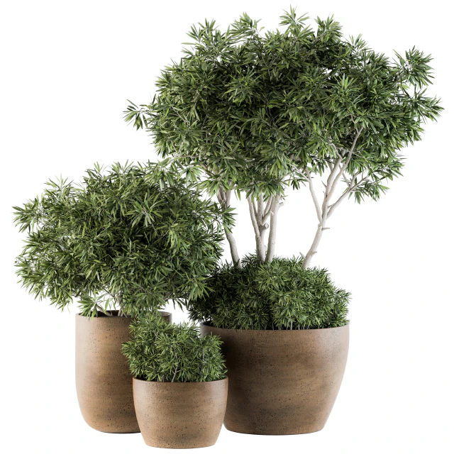 Outdoor Plants tree in Concrete Pot - Set 111 — Descargar