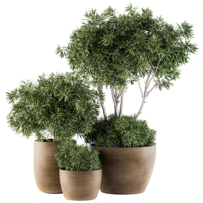Outdoor Plants tree in Concrete Pot - Set 111 — Ver 1