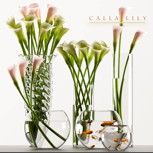 CALLA LILY 3 — Descargar