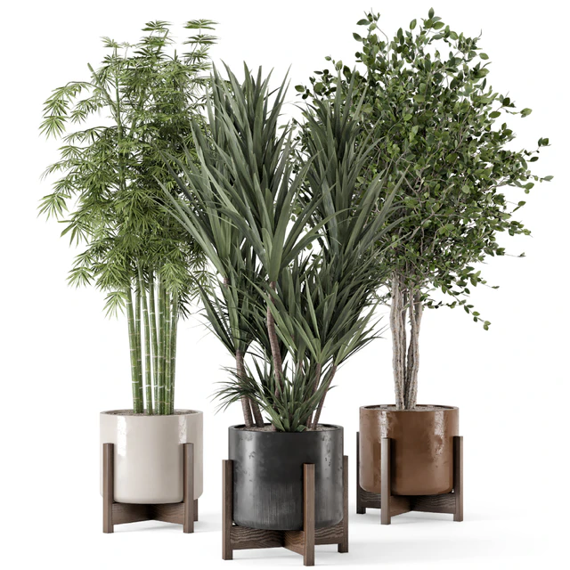 Indoor Plants in Combination of wood & concrete Pot - Set 723 — Скачать