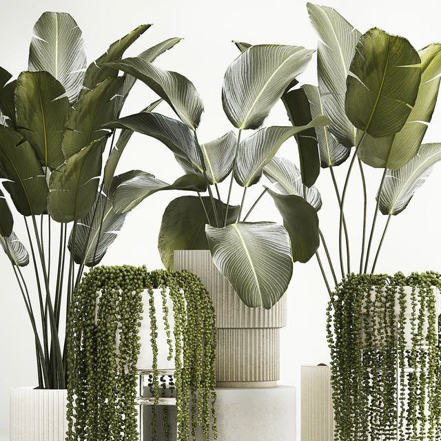 Hanging plants Succulents Rowley and Calathea lutea, Strelitzia in pots. Set of plants 1322 — Descargar