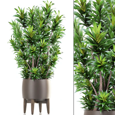 Dracaena 6, Драцена, горшок, вазон, куст, интерьерное растение, комнатное — Вид 1