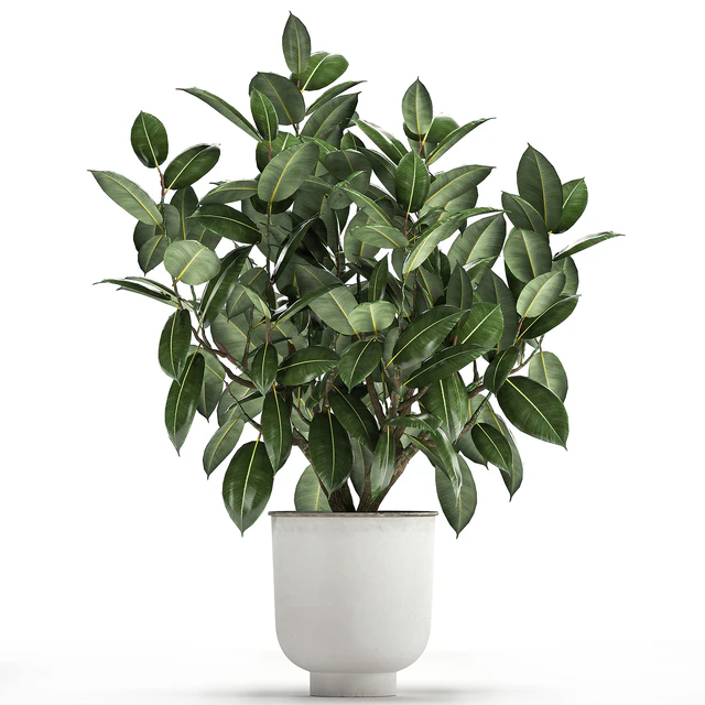 Beautiful lush flower tree Ficus elastic in a white metal pot for interior. 864. — Descargar