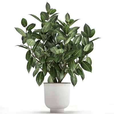 Beautiful lush flower tree Ficus elastic in a white metal pot for interior. 864. — Ver 2