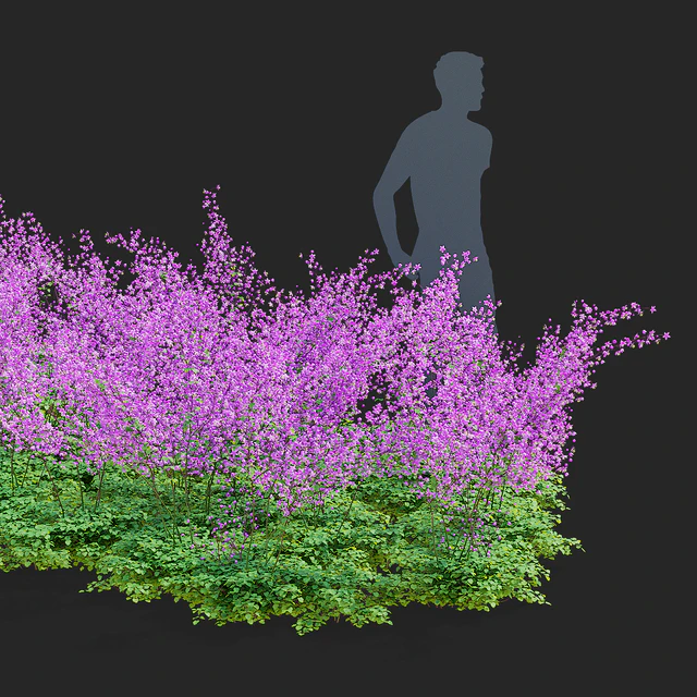Василистник Делавея цветы | Thalictrum delavayi Purple — Скачать