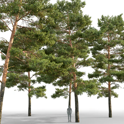 Pine — Ver 5