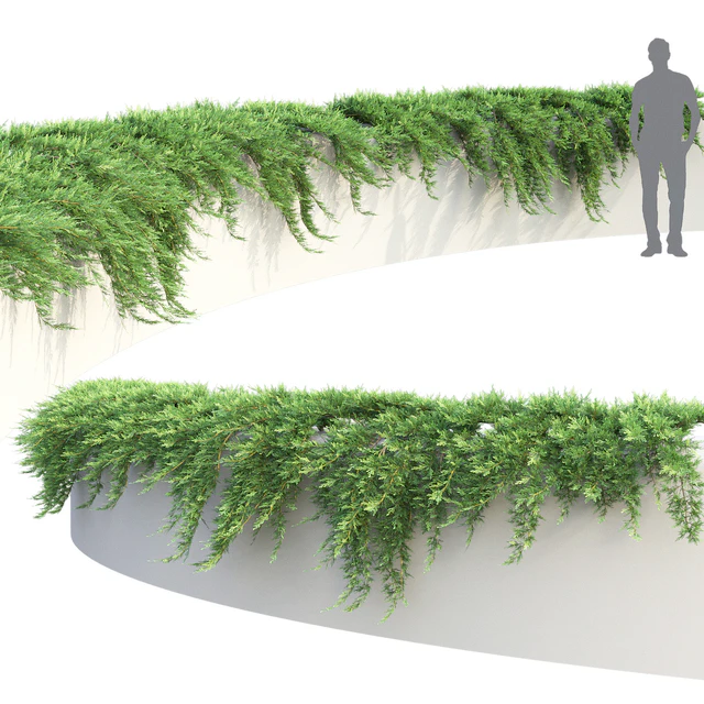 Можжевельник на подпорной стене | Juniperus creeping #1 — Скачать