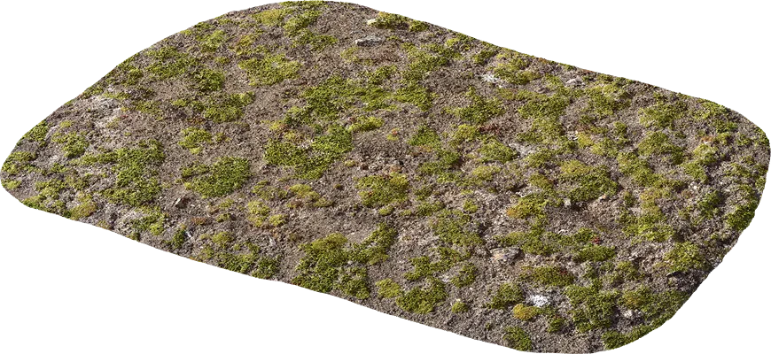 nordic mossy ground 001 — Descargar