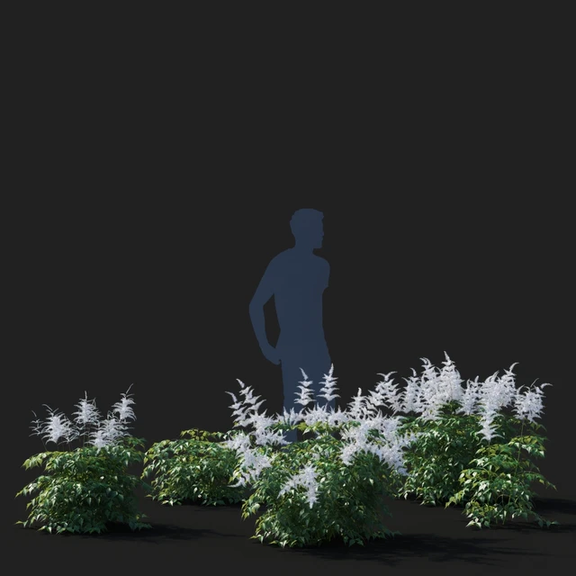 Astilba Japanese White | Astilbe japonica — Descargar
