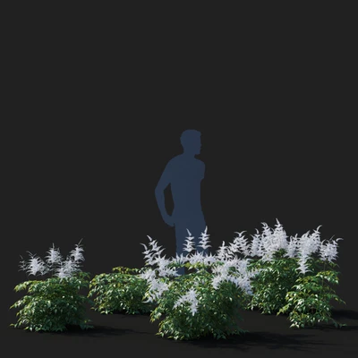 Astilba Japanese White | Astilbe japonica — Ver 3