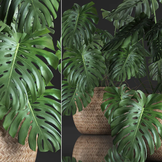 Plant Monstera in the basket 343. Monstera. Indoor monstera, basket, rattan, pot, eco design, natural decor, bush, interior, exotic, flower — Descargar