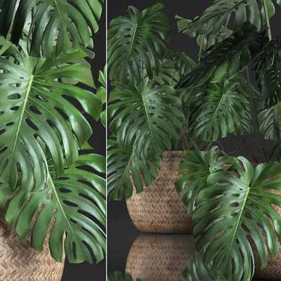 Plant Monstera in the basket 343. Monstera. Indoor monstera, basket, rattan, pot, eco design, natural decor, bush, interior, exotic, flower — Ver 2