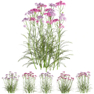 common yarrow02 — Вид 5