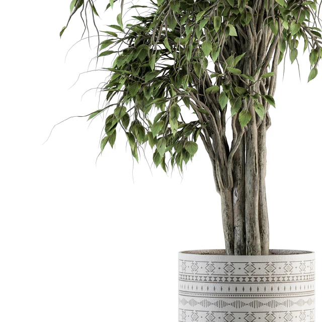 indoor Plant Set 266 - Ficus Benjamin Plant in pot — Descargar