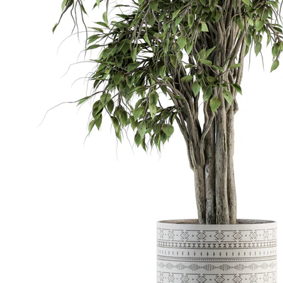 indoor Plant Set 266 - Ficus Benjamin Plant in pot — Ver 4