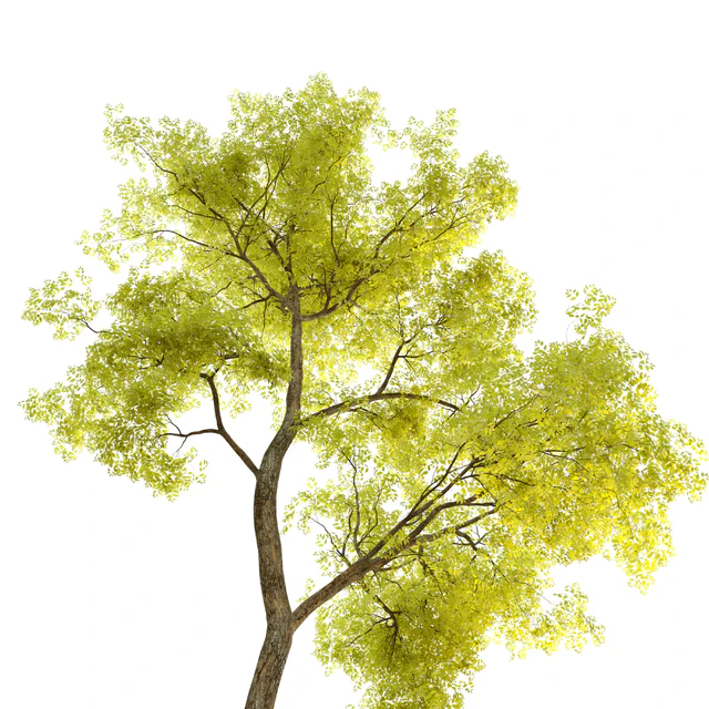 Two locust tree — Скачать