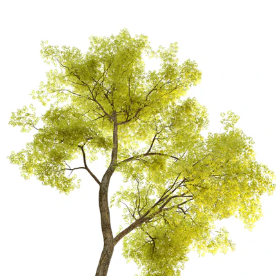 Two locust tree — Вид 2