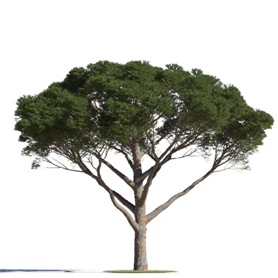 coniferous trees 012 — Скачать