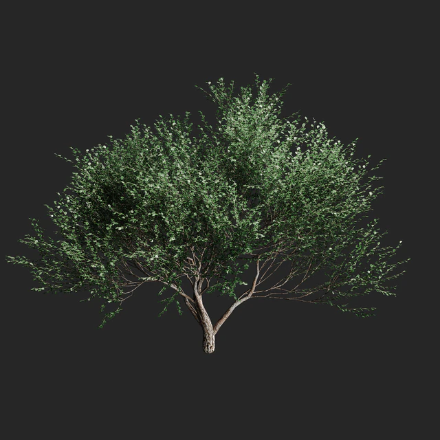 Set of olive trees v2. 4 models — Descargar