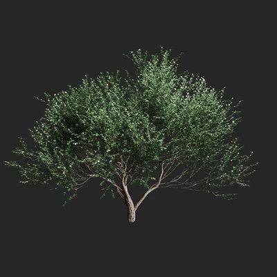 Set of olive trees v2. 4 models — Ver 4
