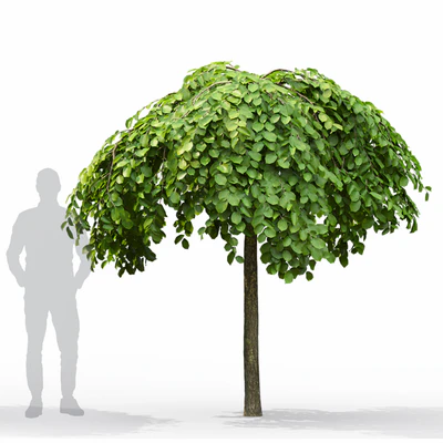 Elm — Вид 7