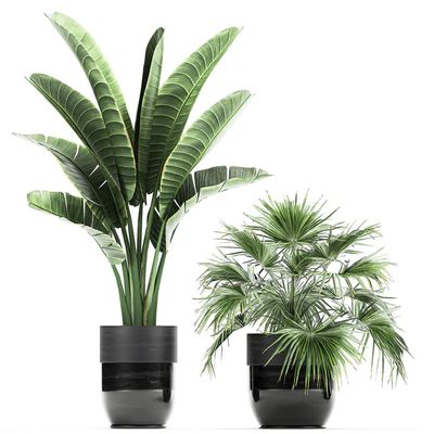 Collection of plants in black pots with Bamboo, Banana, fan palm, fern, strelitzia. Set 711 — Ver 4