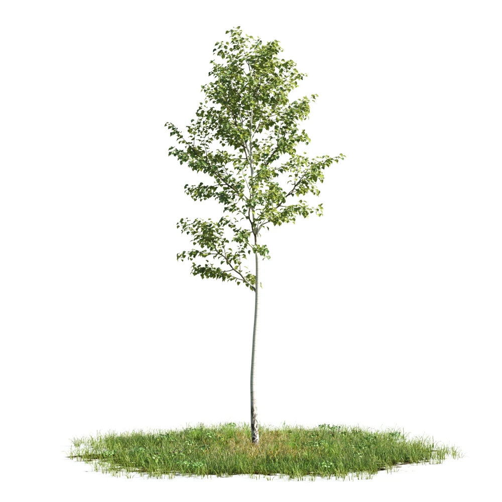 trees 011 — Descargar