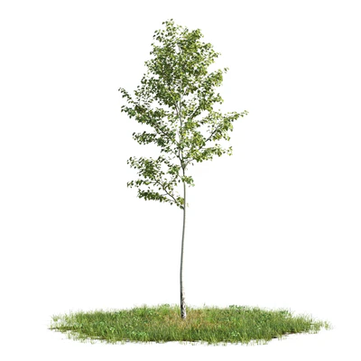 trees 011 — Descargar
