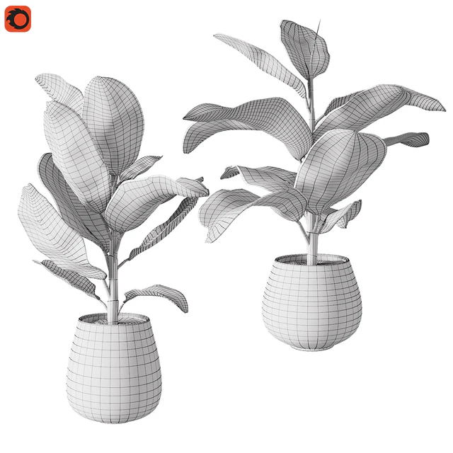Set of plants ficus rubbery — Descargar